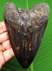 Megalodon Shark Tooth - Real Fossil 4 48    - Shark Teeth No Restorations