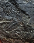 Exquisite Stone From The Cambrian Period Trilobite Stone 