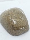 Stunning Hexagonaria Fossil Coral Morocco - Hand Polished Ancient Marine Life