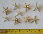 Starfish Wishes   Beach Beauties   Dress It Up Button Jesse James    Ocean   Sea