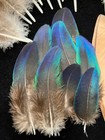 39 Black Shoulder Peacock Covert Feathers Iridescent Blue green  7  - 1   Lot 24