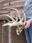 Giant 175    5x5 Wild Iowa Whitetail Deer Rack Antler Taxidermy European Cabin