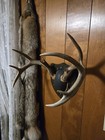 120   Whitetail Deer Antler Mount Plaque 9 Point Cabin Decor Rustic Vintage