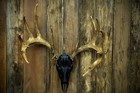 Typical Frame Whitetail Deer Mount