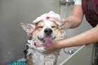Groomer Essentials Economy Arm