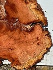 C64 Cherry Burl Round 27x1 Birds Eye Epoxy Project Crafting  Clock 9 mc