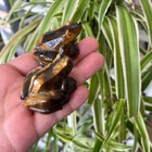 1pc Natural Tiger Eye Jasper Quartz Frog Skull Carved Crystals Gem Healing