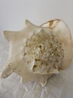 Horned King Helmet Conch Shell Blowing Horn Large Very Big Size Hawaii Beautiful