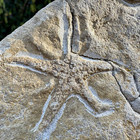 Double British Starfish Fossil - Middle Lias  Lower Jurassic  Dorset  Uk   100 