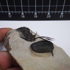 Trilobite Walliserops Trifurcatus Fossil Arthropods Devonian Morocco