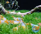 10 1 Orange Rili - Freshwater Neocaridina Aquarium Shrimp  Live Guarantee
