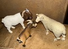 Schleich Germany Boer Goat Billy Goat  Sheep Farm Animal 2001-2004 Retired Set
