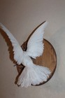 White Peace Flying Dove Taxidermy Log Cabin Decor Mount Wedding Bird Mourning