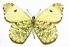 Pieridae Anthocharis Limonea     female  Nr  2      Mexico papered 