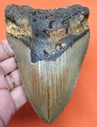 Megalodon Shark Tooth - Real Fossil Shark Teeth 4 41    - No Restorations