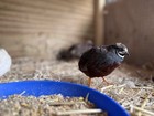 Hatching Button Quail Eggs  various Rare Colors types  6 Eggs Per Carton 