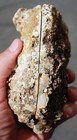 Fossil Cycad      Polished Havles Of A Root Section          3 Pounds 2 1 Oz 