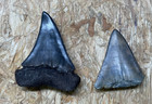 Lot Of Shark Teeth Fossils  Hastalis  lesser White  And Great White