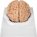 Vevor Human Brain Model Anatomy Medical Teaching Model 9-part Life Size   Base