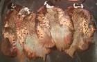 Defect Lot 4 Hareline Ringneck Pheasant Skins Pelts  Ring-neck Feather Fly Tying