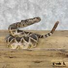  30314 Wc   Western Diamondback Rattlesnake Taxidermy Mount For Sale