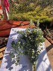 Fresh Eucalyptus  5 Kinds Mixed Real Fresh Eucalyptus 50 Stems 10 Stems Of Each 