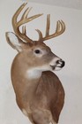Whitetail Deer Head Shoulder Mount Taxidermy Cape Shed Antler Hunt Mule Rack