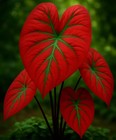 Scarlet Arrow Caladium Bulbs For Planting - Great Indoor Plants  6 Bulbs 