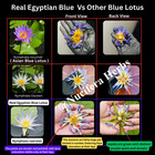 Egyptian Blue Lotus Dried Flowers   Nymphaea Caerulea   Potent Tea