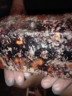 Dybbuk Box  Wooden  cedar   Chest Box  Buried  Possibly Haunted