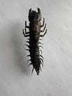 Chinese Dobsonfly  acanthacorydalis Fruhstorferi  Largest Aquatic Insect