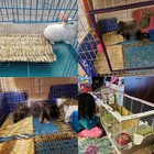 Pinvnby Natural Grass Mat For Rabbits 2 Pack Rabbit Hay Mats 100  Handwoven H   