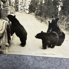 Vintage Yellowstone National Park Rppc Black Bears   Cubs Begging By Car
