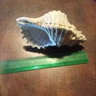 Seashell  Cabestana Spengleri 90 51mm Big Size  Excellent Gem From Sydney     