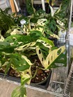Monstera Adansonii Albo Cutting  Monstera Adansonii Albo Rooted Plant