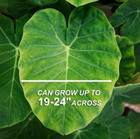 10 Live Colocasia Esculenta Elephant Ear Taro Gabi Kalo Eddo Bulbs Ready To Grow