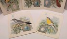 1898-1900 Singer Sewing Machine American Series Song Birds Advertising Cards  5 