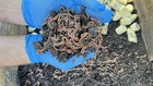 200 Red Wiggler Composting Worms