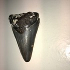 2 6    Megalodon Shark Teeth Natural Fossil Tooth Prehistoric Kids Gift