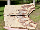 Fossil Eocene Knightia Positive   Negative Fish Mass Mortality 2 Plates  Wyoming