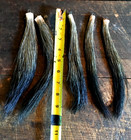 8 5   - 10     Wild Turkey Beard One Piece We Have Many If You Are Interested