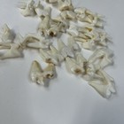 Lot Of 25 Real Coyote Molars Teeth Taxidermy Art Weird Odd Project Unqiue   4076