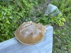 12   Full Horseshoe Crab Living Fossil Of Atlantic Ocean  Shell  Molt Cape Cod