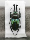 Phalacrognathus Muelleri Rainbow Beetle  Emerald Green Color  58-9mm - Au Qld