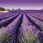 Bulk Lavender Flower Buds Lavandula Angustifolia 1oz Herbal Grade Smell Usa