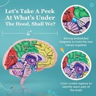 Cross Section Foam Brain Model  Great Educational Tool For Learning   Teaching
