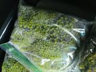 Premium   live Superb Fresh Moss      Zip Lock Bag -full Bag Terrarium Vivarium      