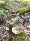 New Taxidermy  Real Eastern Chipmunk Mount  Squirrel Taxidermy  Nature  Gift  