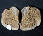 Huge Arthropleura   Fossil Coprolite In Paired Nodule Not Mazon Creek