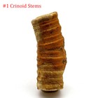 Natural Fossil Trilobite  Crinoid  petrified Wood  crystals Rock Specimen Etc   